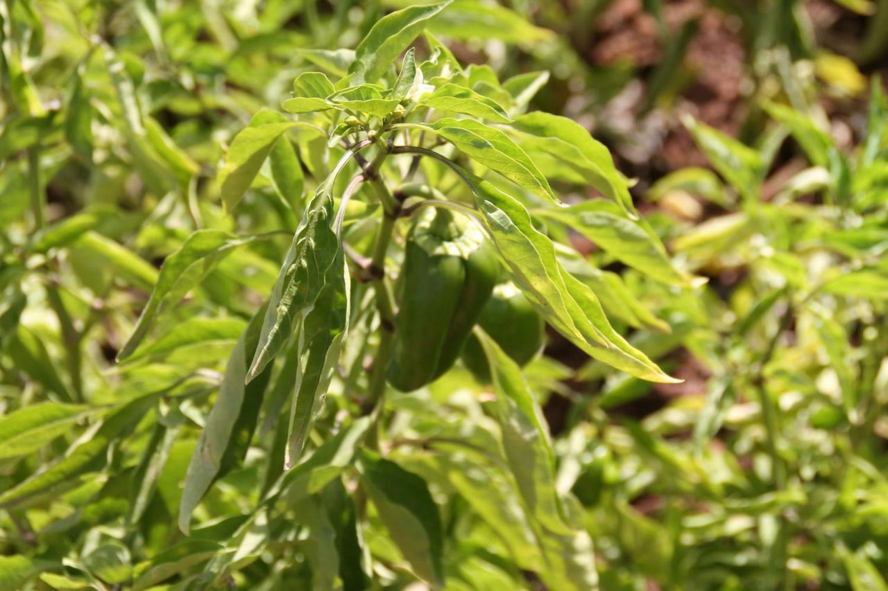 Ecolodge Espace Tamount دمنات المظهر الخارجي الصورة